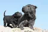 SHAR-PEI 596